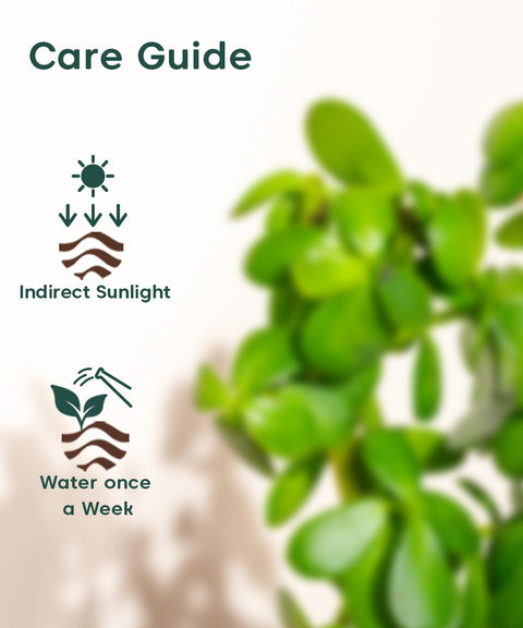 Lucky Jade Plant With Nova Self Watering Pot