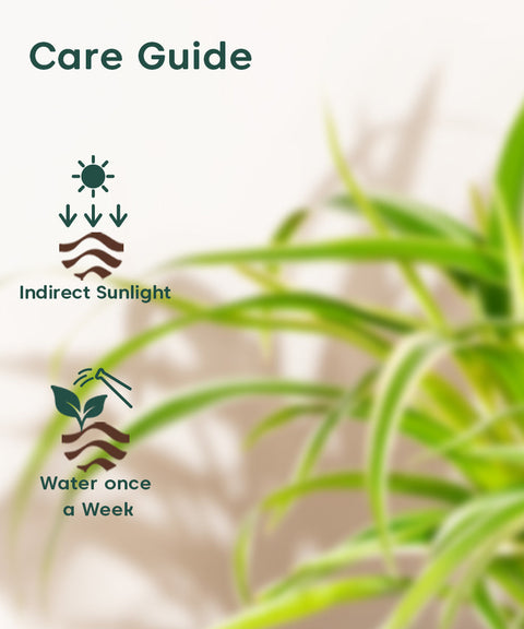Spider Plant With Nova Self Watering Pot