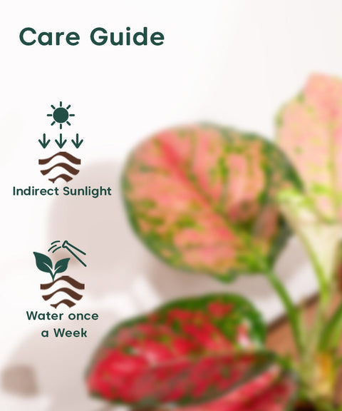 Aglaonema Pink Valentine Plant With Nova Self Watering Pot
