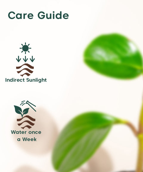 Peperomia Green Plant With Nova Self Watering Pot