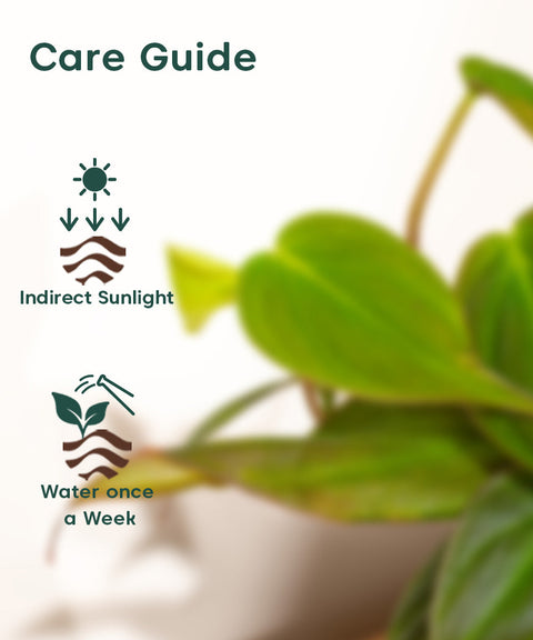 Philodendron Micans Plant With Self Watering Pot (Copy)