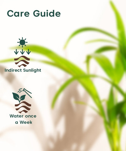 Areca Palm Plant With Nova Self Watering Pot