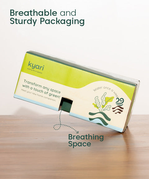 Rhoeo Tricolor Plant With Self Watering Pot