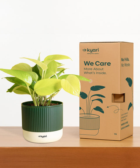 Philodendron Oxycardium Variegated Plant With Mylo Planter