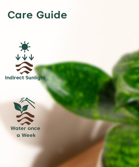 Green Snake Plant With Nova Self Watering Pot