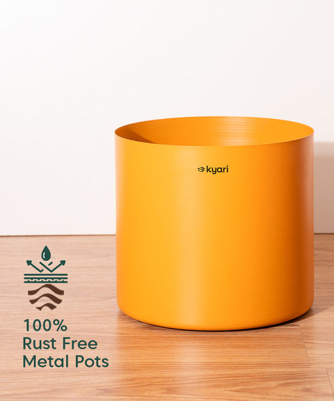 ZZ Green with Large Metal Self Watering Pot