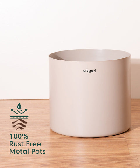 ZZ Green with Large Self Watering Pot