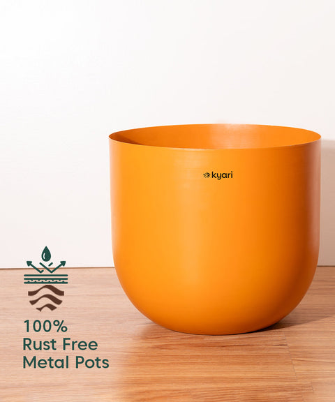 ZZ Green with Extra Large Self Watering Pot
