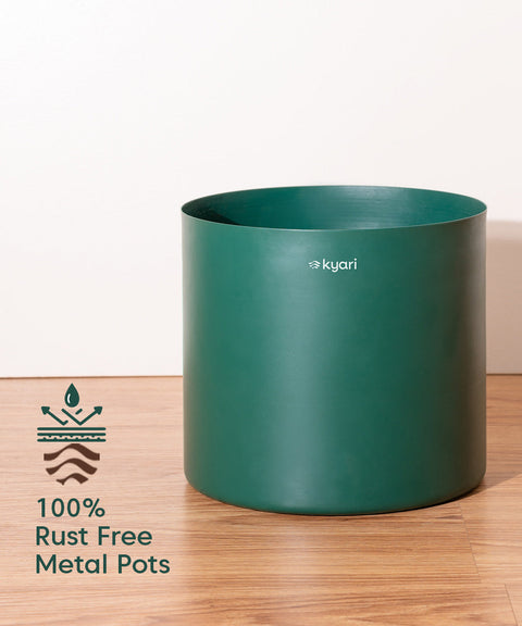 ZZ Green with Large Metal Self Watering Pot Bonanza
