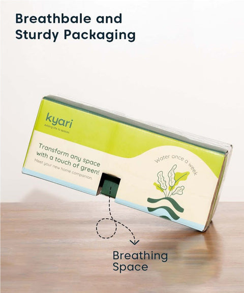 Peacock Plant With Nova Self Watering Pot