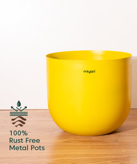 ZZ Green with Extra Large Self Watering Pot