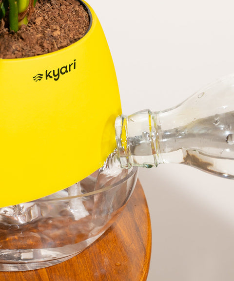 Peacock Plant With Nova Self Watering Pot