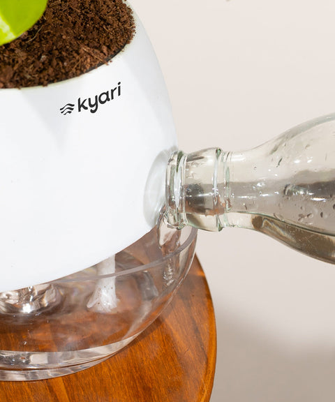 Peacock Plant With Nova Self Watering Pot