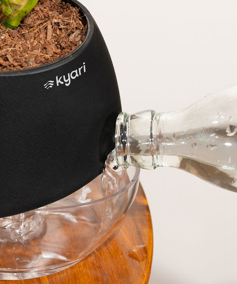 Philodendron Micans Plant With Self Watering Pot (Copy)