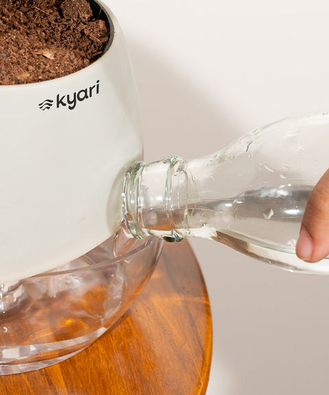 Philodendron Micans Plant With Self Watering Pot (Copy)