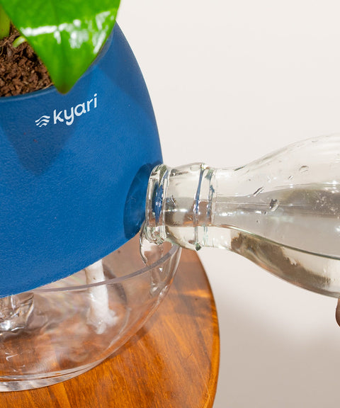Lucky Bonsai Plant With Nova Self Watering Pot