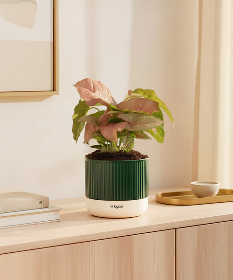 Syngonium Pink Plant with Mylo Self Watering Pot -  Cred Offer