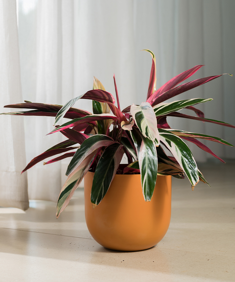Calathea Triostar with Extra Large Metal Self Watering Pot Bonanza