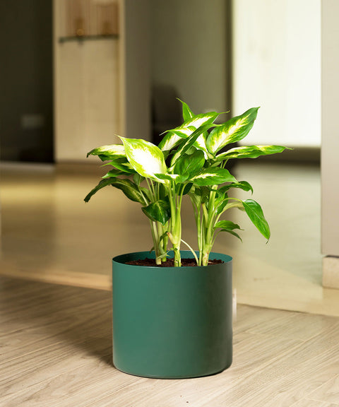 Dieffenbachia with Zen Metal Planter