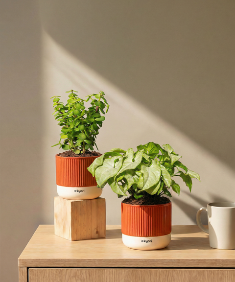 Low Maintenance Starter Plant Combo