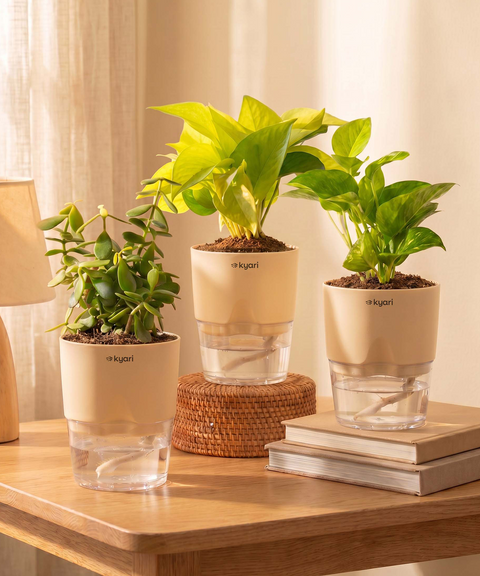 Good Luck Trio - Set of 3 Vastu Aligned Self Watering Plants