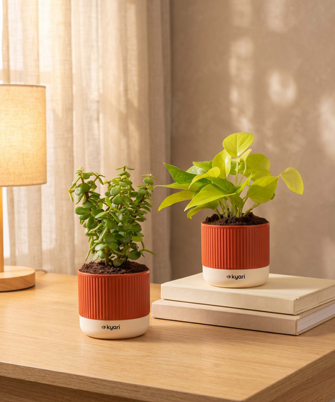 Lucky Plants Combo - Set of 2 Self Watering Plants