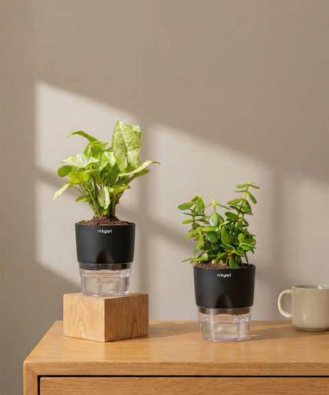 Low Maintenance Starter Plant Combo