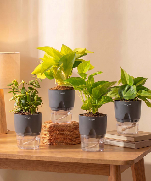 Low Maintenance Combo - Set of 4 Self Watering Plants