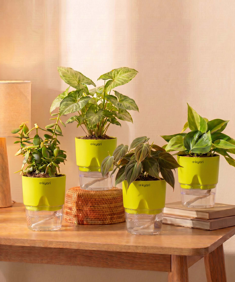 Air Purifying Combo - Set of 4 Self Watering Plants