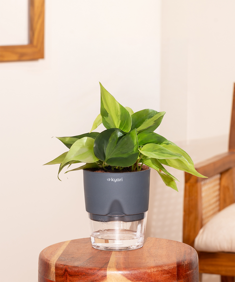 Philodendron Oxycardium Plant With Self Watering Pot
