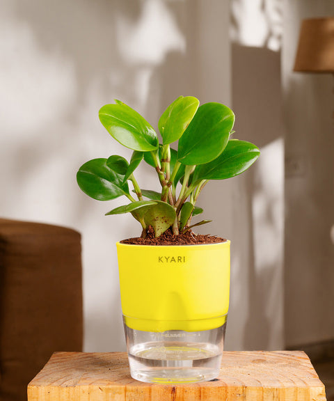 Peperomia Green Plant Paytm