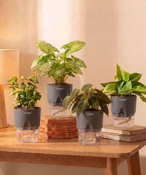 Air Purifying Combo - Set of 4 Self Watering Plants