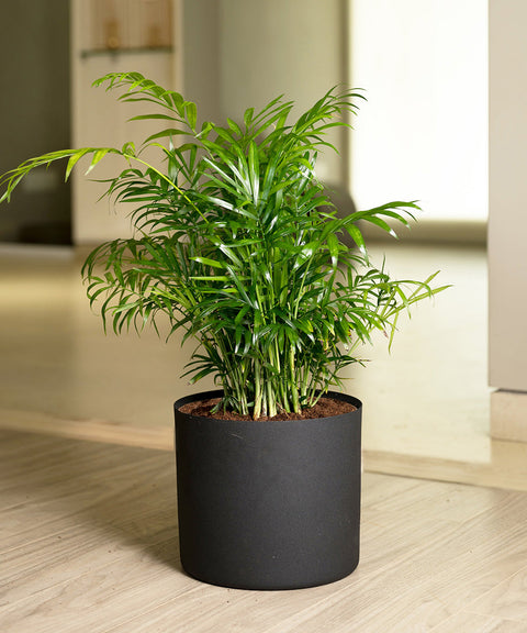 Chamaedorea Palm Plant With Large Metal Self Watering Pot