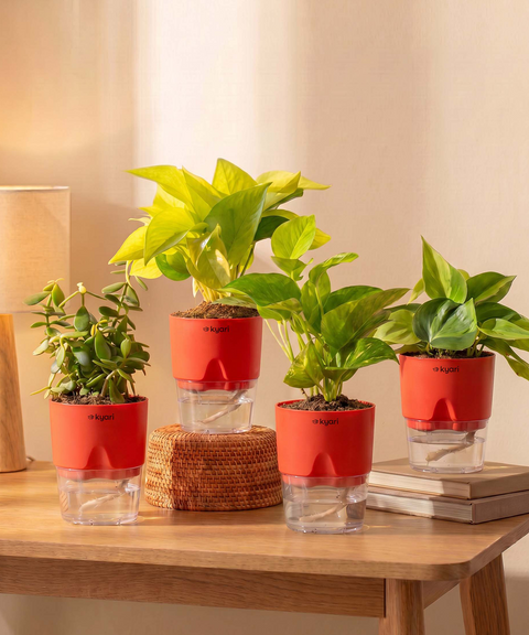 Low Maintenance Combo - Set of 4 Self Watering Plants