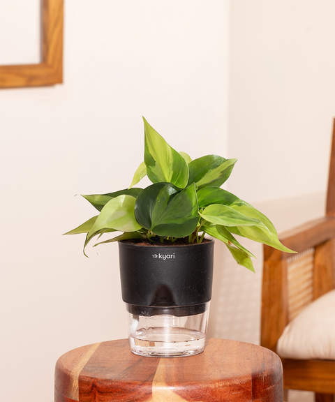Philodendron Oxycardium Plant With Self Watering Pot