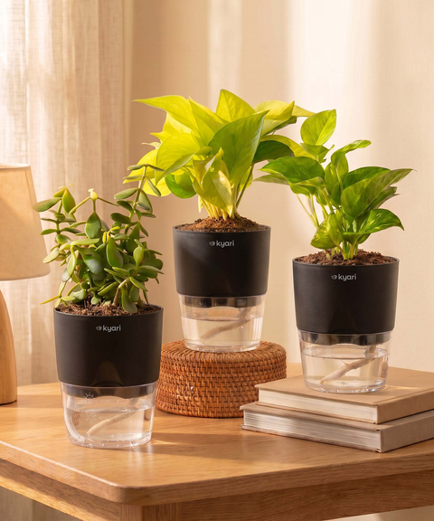 Good Luck Trio - Set of 3 Vastu Aligned Self Watering Plants