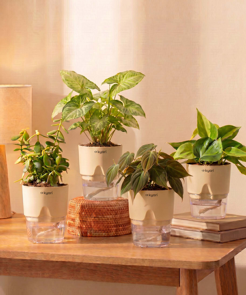 Air Purifying Combo - Set of 4 Self Watering Plants