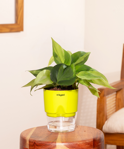 Philodendron Oxycardium Plant With Self Watering Pot