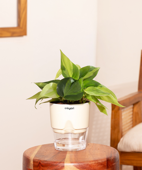 Philodendron Oxycardium Plant With Self Watering Pot
