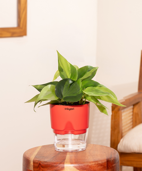Philodendron Oxycardium Plant With Self Watering Pot