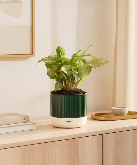 Syngonium Pixie White Plant with Mylo Self Watering Pot