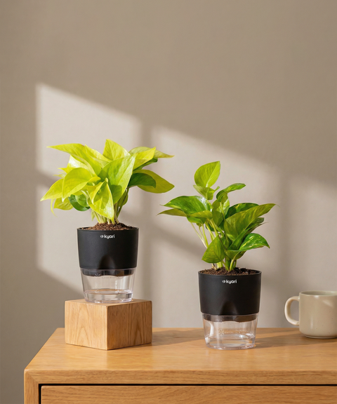 Lucky Money Plant Combo