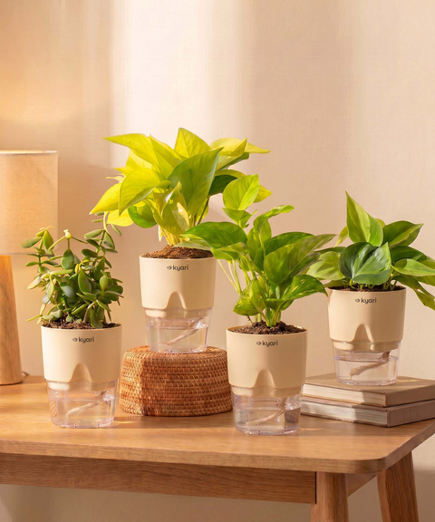 Low Maintenance Combo - Set of 4 Self Watering Plants