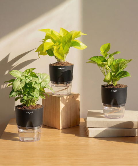 Work Desk Air Purifying Combo