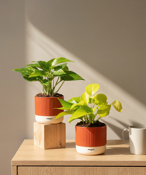 Lucky Money Plant Combo