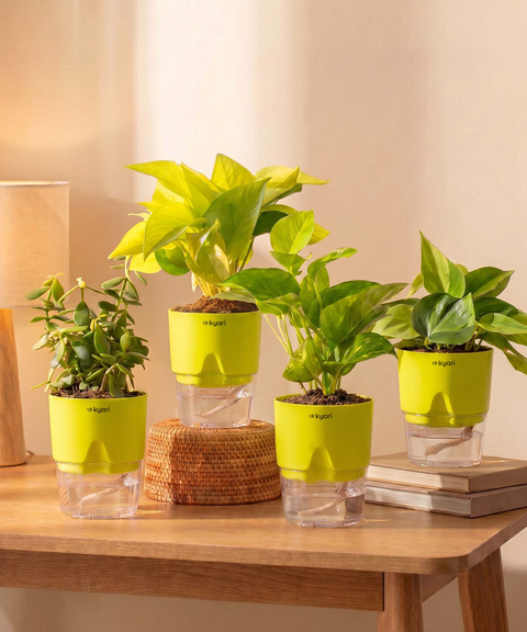Low Maintenance Combo - Set of 4 Self Watering Plants