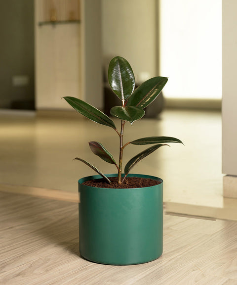 Black Rubber with Zen Metal Planter