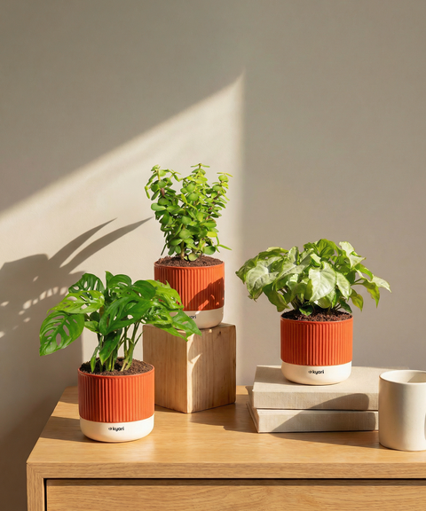 Stress Relief Indoor Plant Combo