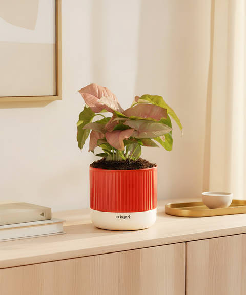 Syngonium Pink Plant with Mylo Self Watering Pot -  Cred Offer
