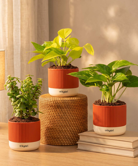 Lucky Plants Combo - Set of 3 Self Watering Plants